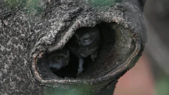 横斑腹小鸮野生动物保护生物生态飞翔飞鸟