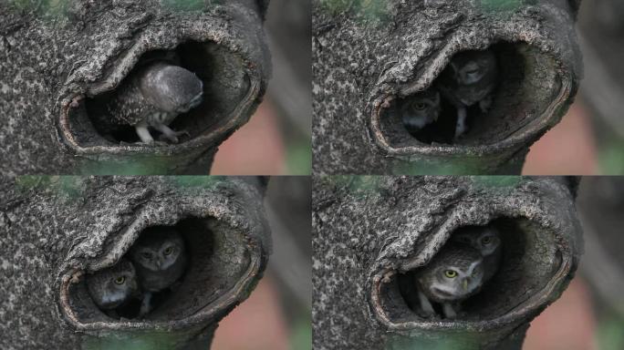 横斑腹小鸮野生动物保护生物生态飞翔飞鸟