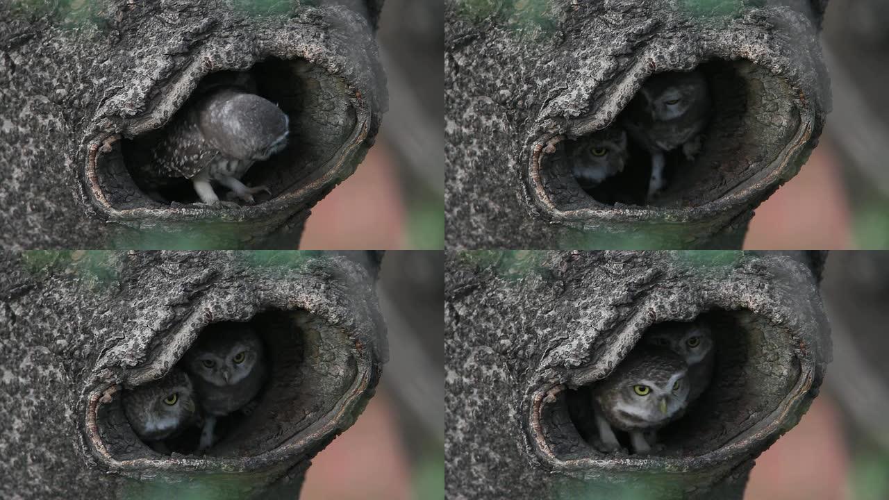 横斑腹小鸮野生动物保护生物生态飞翔飞鸟