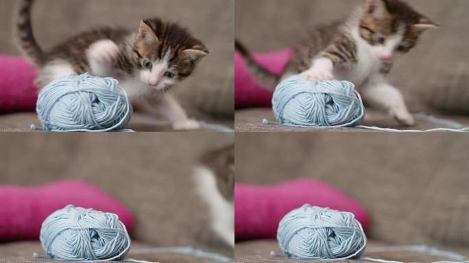 小猫抬头看着沙发上的纱球