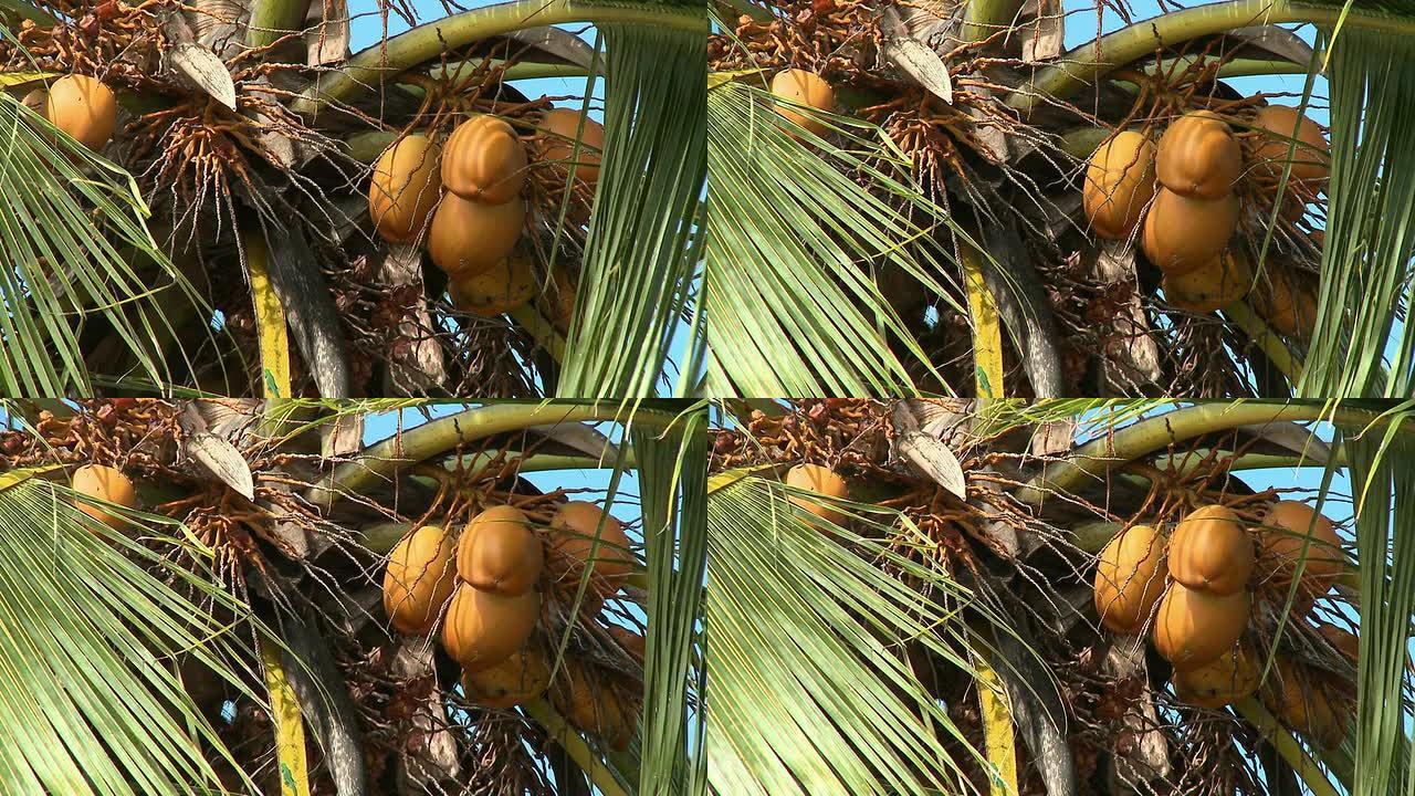 高清: 椰树椰树热带水果棕榈树