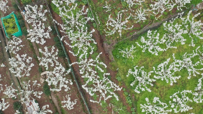 苏州树山生态村梨花风光