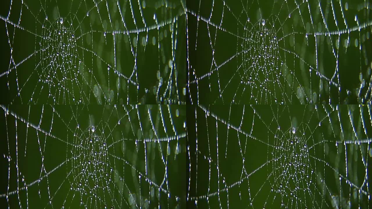 蜘蛛网上的水滴。