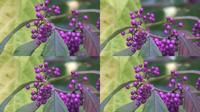 紫色浆果-二分紫珠：美丽浆果