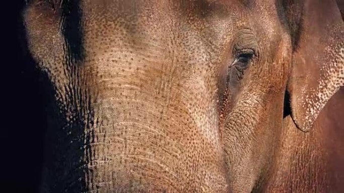 大象的脸