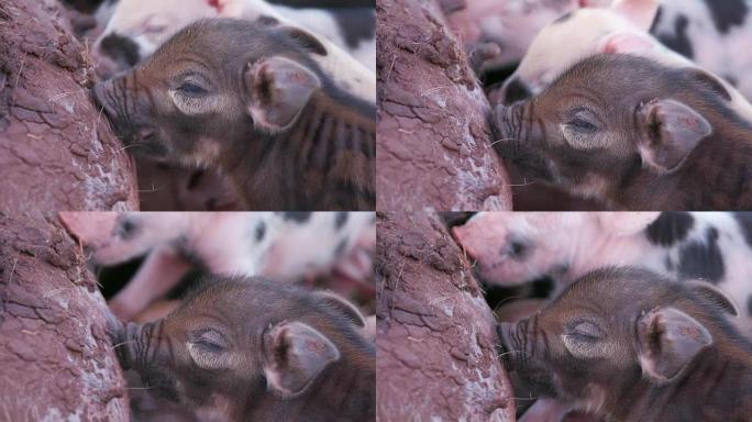 从母亲那里吮吸可爱的自由放养小猪的特写镜头