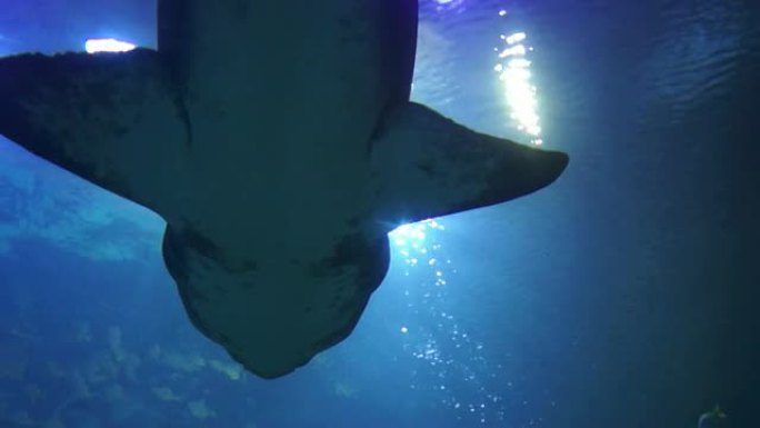 水下生活：令人印象深刻的牛头怪（沙虎鲨）