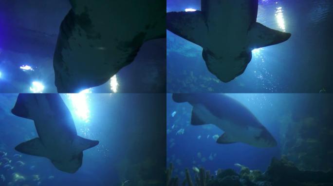 水下生活：令人印象深刻的牛头怪（沙虎鲨）