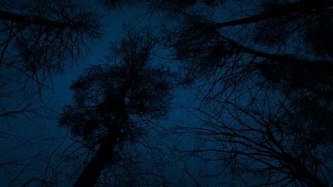 在黑暗中的高大树下移动
