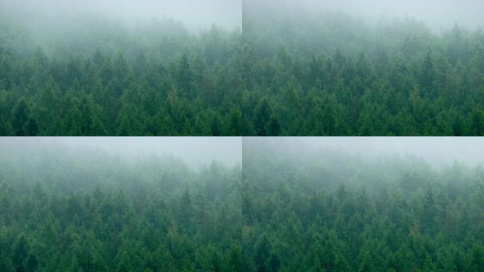 薄雾中的茂密松树林