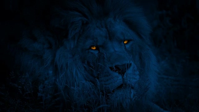 狮子在晚上用发光的眼睛转过身来