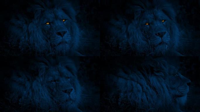 狮子在晚上用发光的眼睛转过身来