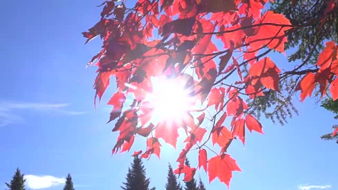 特写: 阳光照耀着红色的枫叶，在湛蓝的秋日天空下