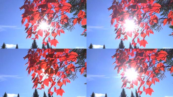 特写: 阳光照耀着红色的枫叶，在湛蓝的秋日天空下
