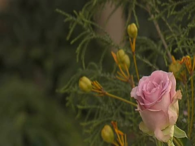 Rose（视频-16:9）