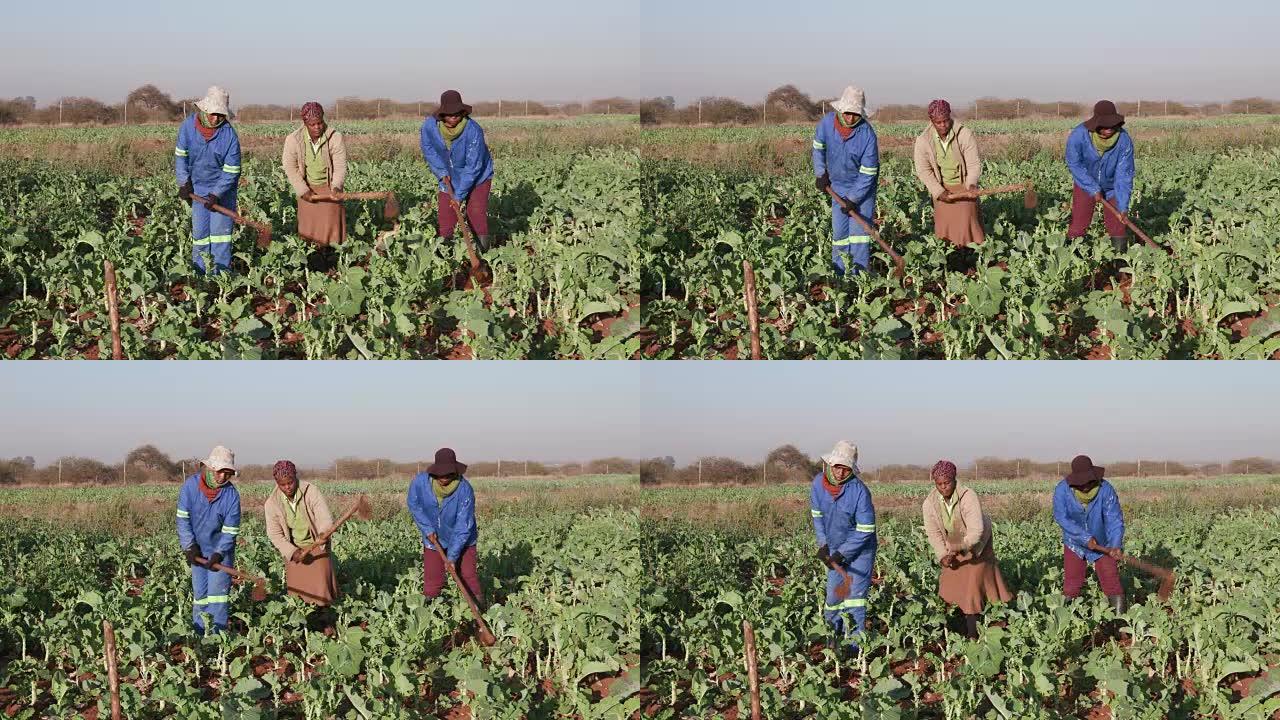 三名非洲妇女用锄头手工耕作羽衣甘蓝田