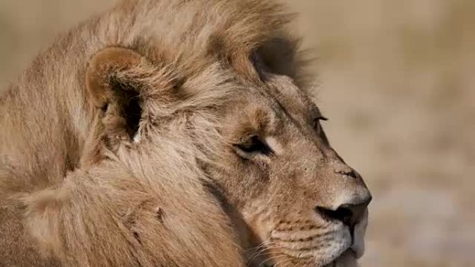 博茨瓦纳雄狮四处张望的紧身肖像
