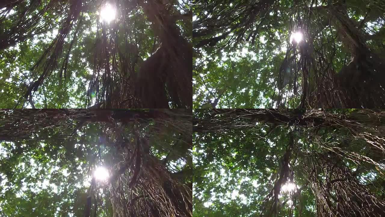 低角度视图: 阳光穿透丛林中古榕树郁郁葱葱的树冠