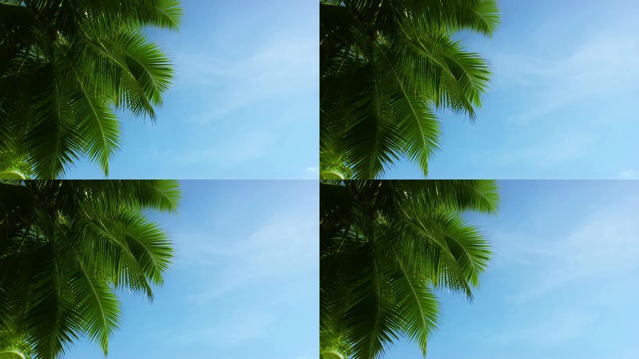 棕榈实拍视频素材空镜