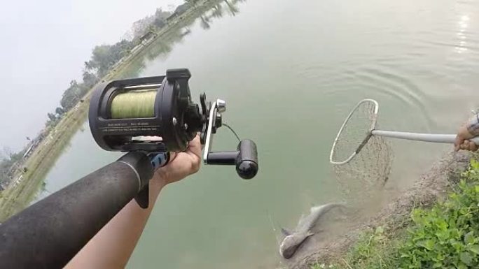 在湖里钓一条巨大的湄南河鲶鱼。
