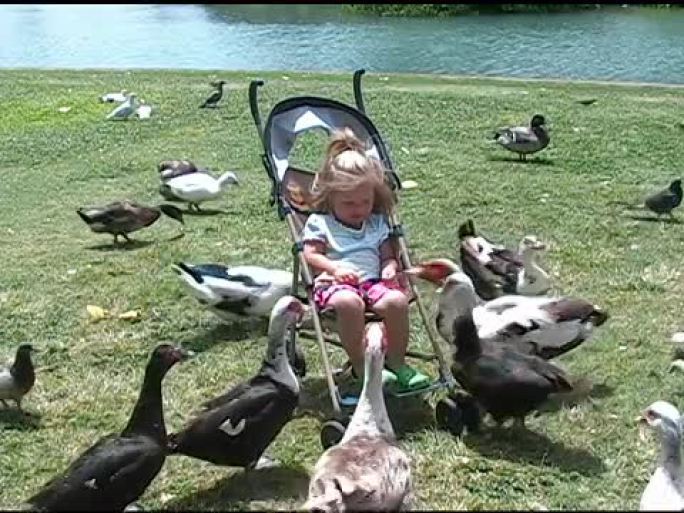 蹒跚学步的孩子喂鸭子。
