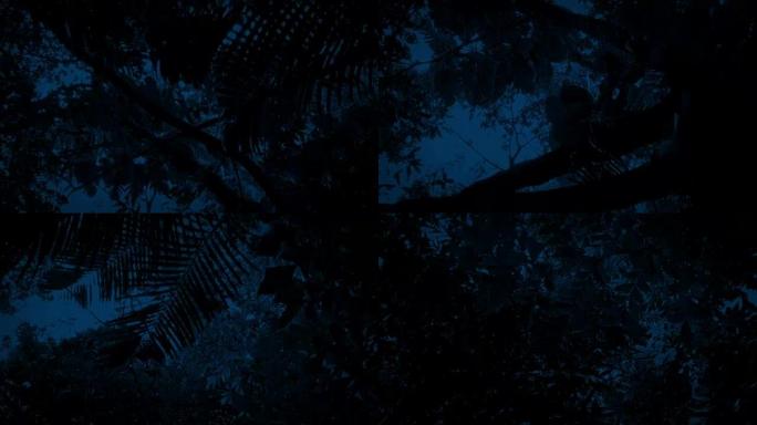 夜间在丛林植物下滑行