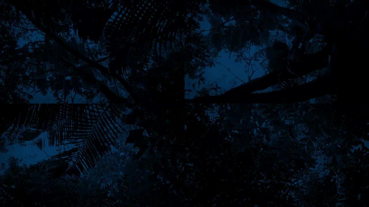 夜间在丛林植物下滑行