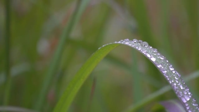 4k，露水在草地上有复制空间。