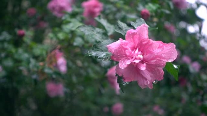 雨中的花