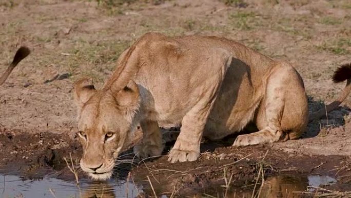 博茨瓦纳大量饮酒的母狮