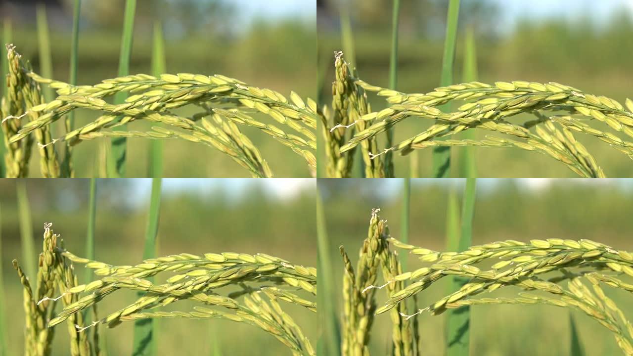 宏观特写: 植物作物上干燥壳覆盖的成熟水稻种子的细节