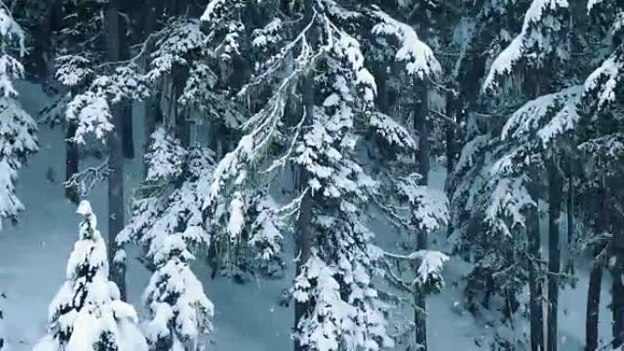 飘雪的空中冬季树林