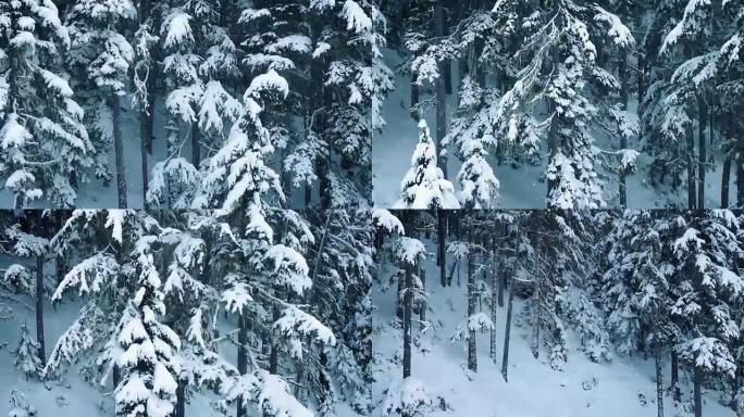 飘雪的空中冬季树林