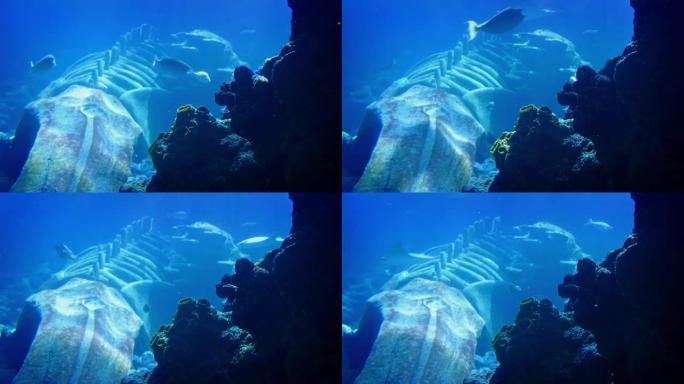 许多鱼和黄貂鱼在海底巨大的鲸鱼骨骼中游过并围绕