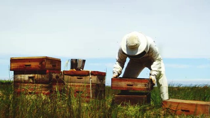养蜂人收获蜂蜜