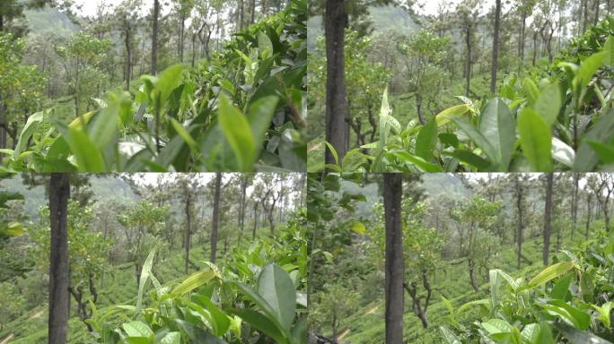 慢动作: 在斯里兰卡收获绿茶灌木丛