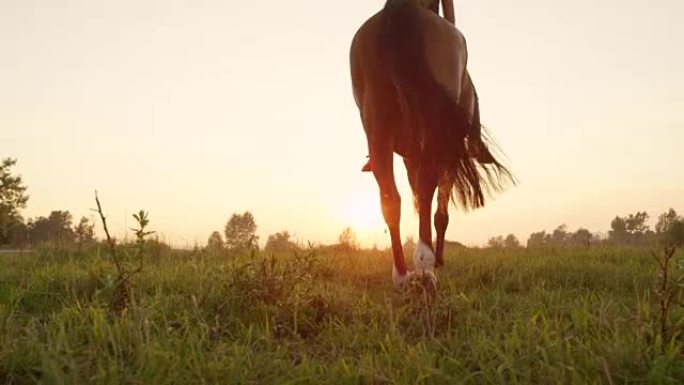 低角度视角: 强大的棕色马与年轻的骑手走进金色的日落