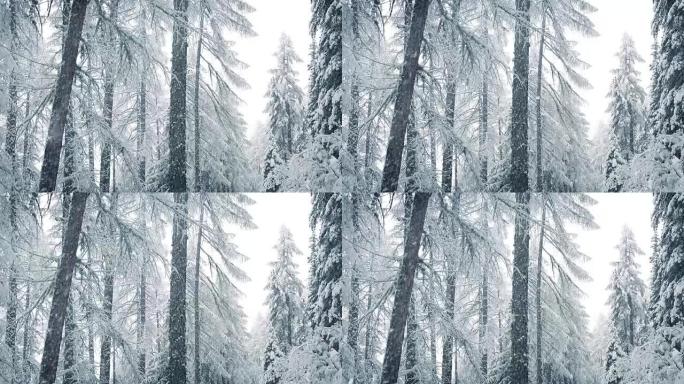 冬天的森林里下雪