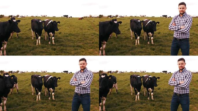 男人站在田野里与一群牛站在一起