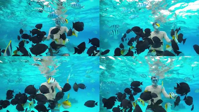 水下慢动作: 人浮潜并喂养外来的礁石鱼