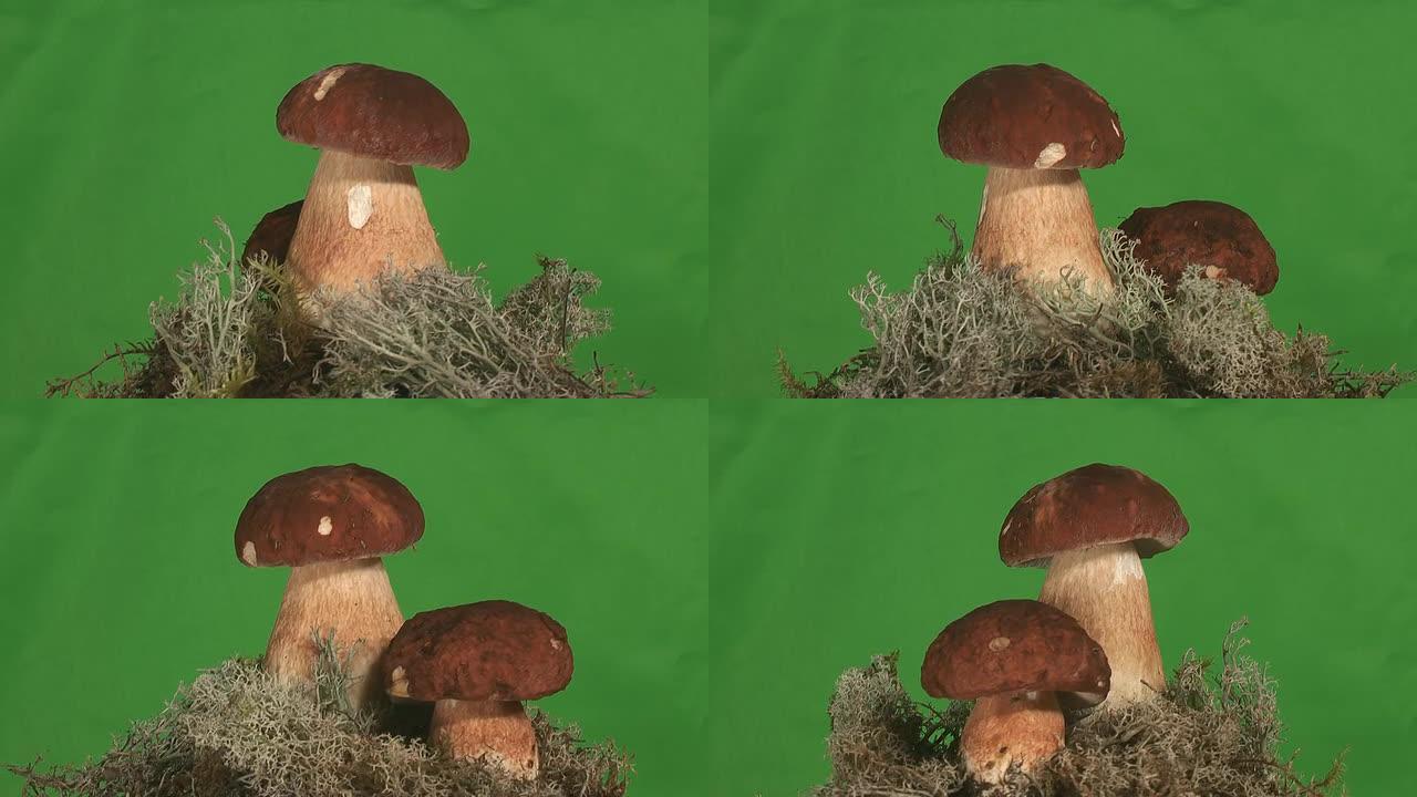 两个蘑菇（松茸）两个蘑菇松茸