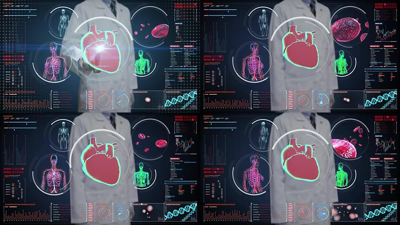 医生触摸数字屏幕，女性身体扫描血管，淋巴，心脏，循环系统在数字显示仪表板。蓝色x射线视图。