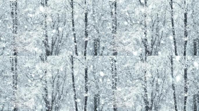 巨型特大全球降雪环路树冬季森林
