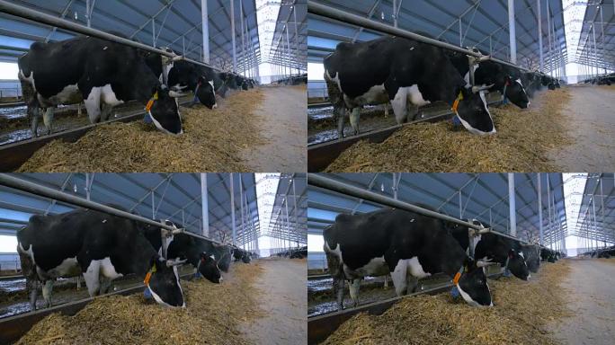 现代农场的奶牛。宽镜头。