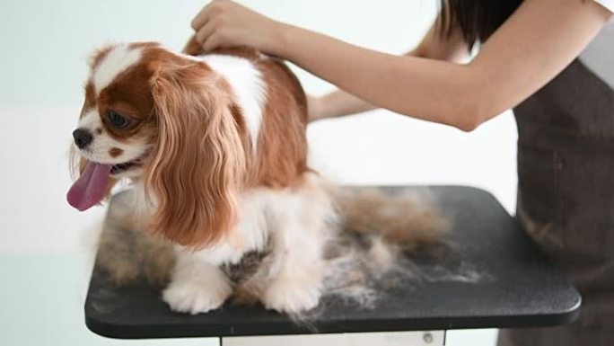一名中国母狗美容师为骑士国王查尔斯·西班牙猎犬打扮