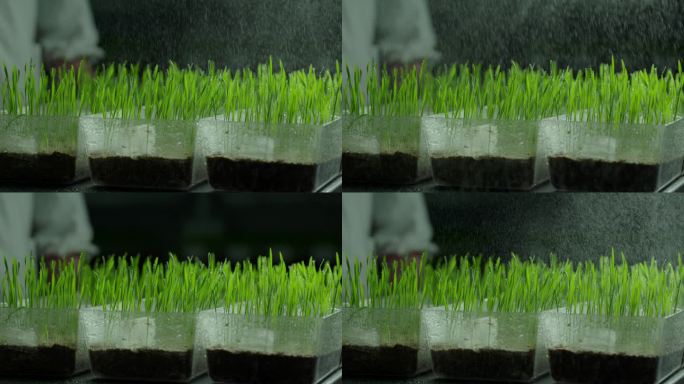 嫩绿种子幼苗培养喷水