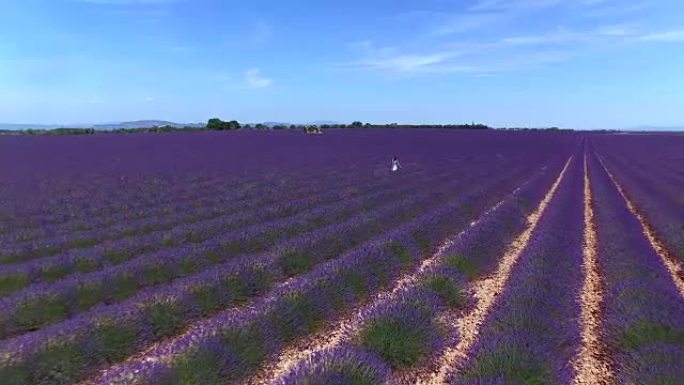空中女子漫步在充满活力的法国乡村广阔的薰衣草田