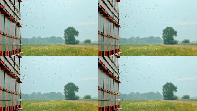 在蜂箱入口处飞翔的SLO MO蜜蜂