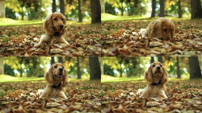 狗在秋天的叶子上玩棍子