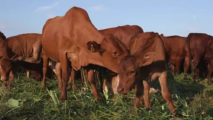 自由放养的奶牛，母亲和小牛